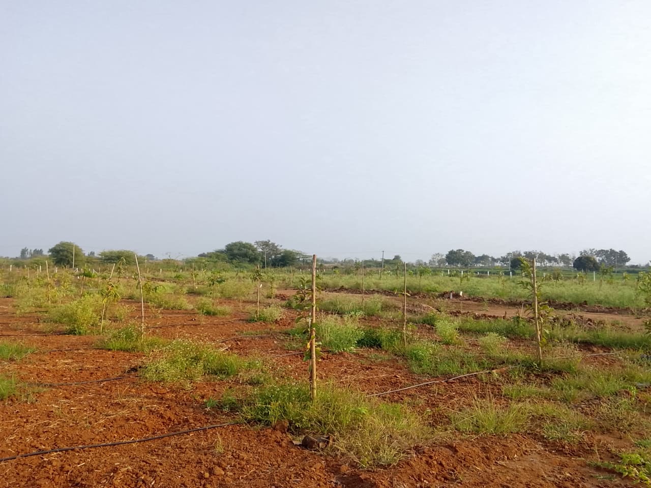 Siri Vanam site photo 2