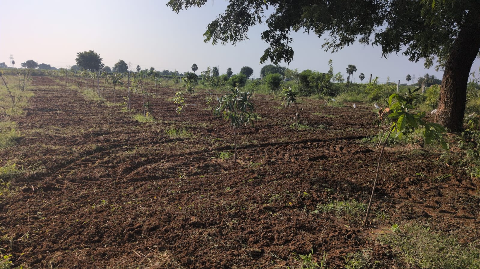 Siri Vanam site photo 5
